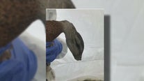OC authorities investigate horrifying case of animal abuse; 2 ducks with beaks severed