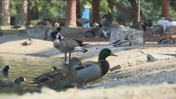 Long Beach duck pond closure leaves birds in danger