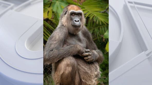 Evelyn, LA Zoo's oldest ever gorilla, euthanized at 46