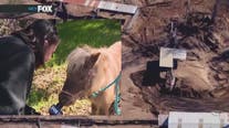 Ventura horse ranch devastated by winter storms; Program in need of help