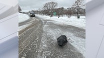 Seal repeatedly wanders out of ocean to explore snowy Maine town