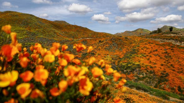 California super bloom visitors warned to stay away or face citations
