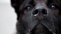 Man mauled to death by 4 dogs in Jurupa Valley