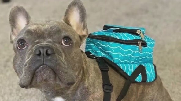 LA woman quits job, now on mission to find her missing French bulldog while rescuing other dogs