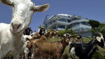 California goats grazing to prevent wildfires could lose their jobs due to state labor law