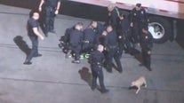 Suspect leads LAPD on brief chase in stolen golf cart with dog on his lap