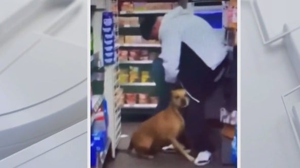 Dog allegedly stolen from owner's arms at 7-Eleven in North Hollywood