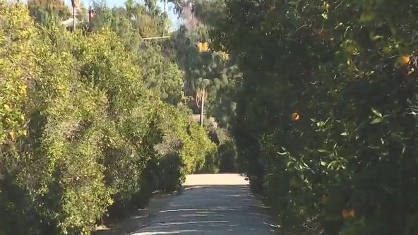 Last stand for San Fernando Valley's orange grove: 1,100 trees to make way for high-end homes