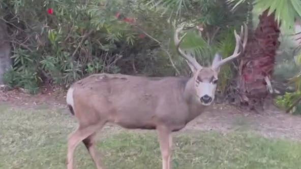 Catalina Island Conservancy scraps plan to use sharpshooters to eliminate mule deer