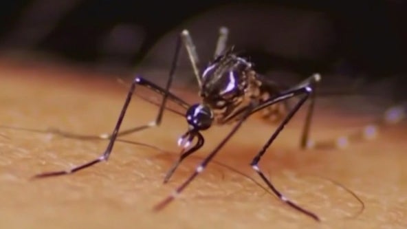 California officials confirm 2 cases of dengue, a mosquito-borne illness rarely transmitted in US