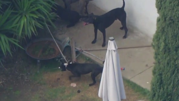 Azusa dog attack: Dog sitters mauled by pit bulls