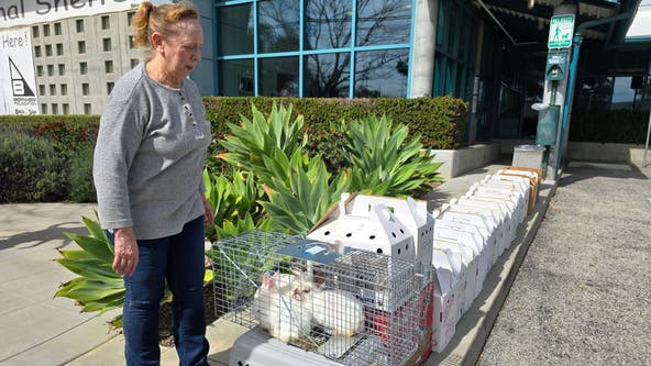 100 bunnies rescued in Granada Hills; rescue looking for fosters