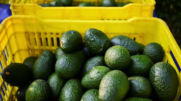 Thefts of avocados, farming equipment on the rise in Ventura County, authorities warn