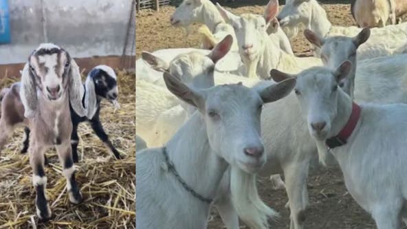 12 goats stolen from Ontario family farm