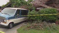 Massive tree destroys Monrovia home, van