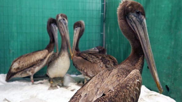 More than 100 starving, sick pelicans found along California coast