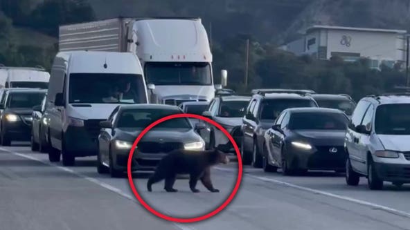 VIDEO: Bear brings California traffic to a standstill