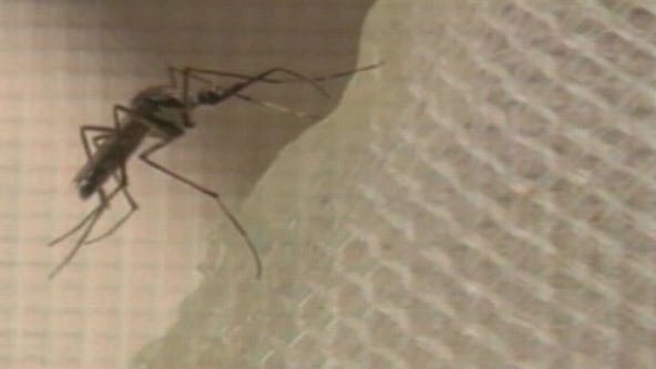LA County reports first sample of West Nile virus of 2024