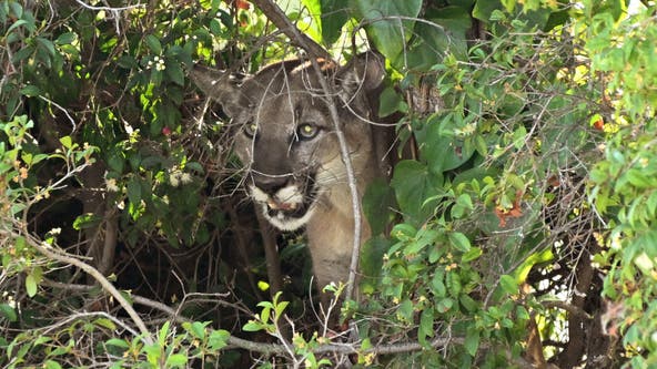 Mountain lion kills family dog in San Fernando Valley