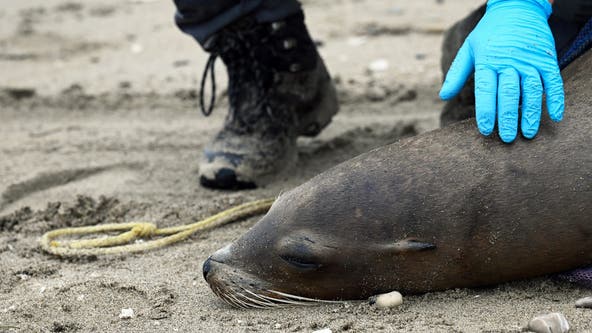 Sea lions washing up onto Santa Barbara, Ventura County beaches showing signs of algae poisoning
