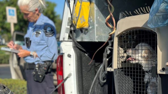 Newport Beach Police pull dog out of hot, locked car