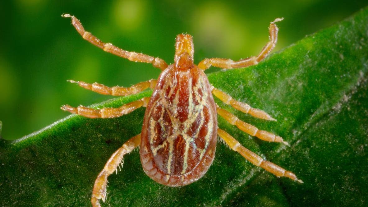 Flea-borne typhus outbreak reported in Long Beach