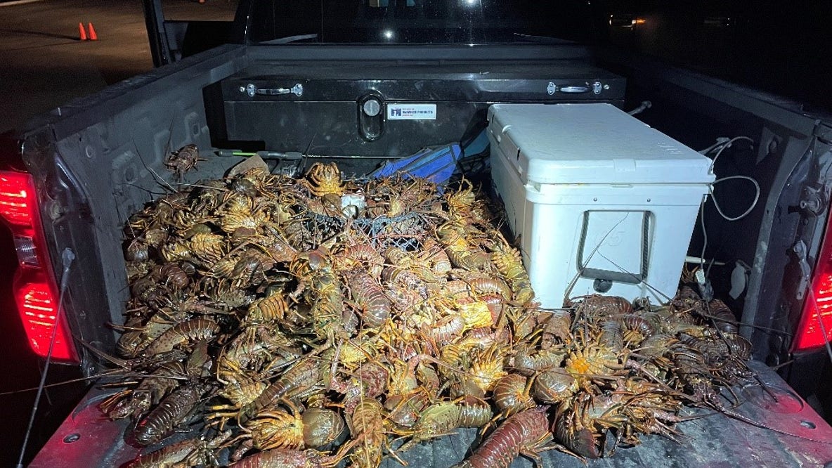 More than 200 lobsters seized in major poaching bust in San Pedro