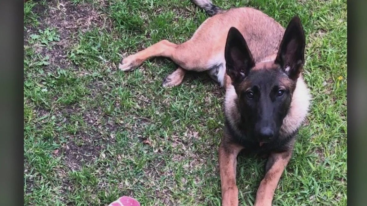 Family demanding answers after dog fatally shot by Santa Ana police