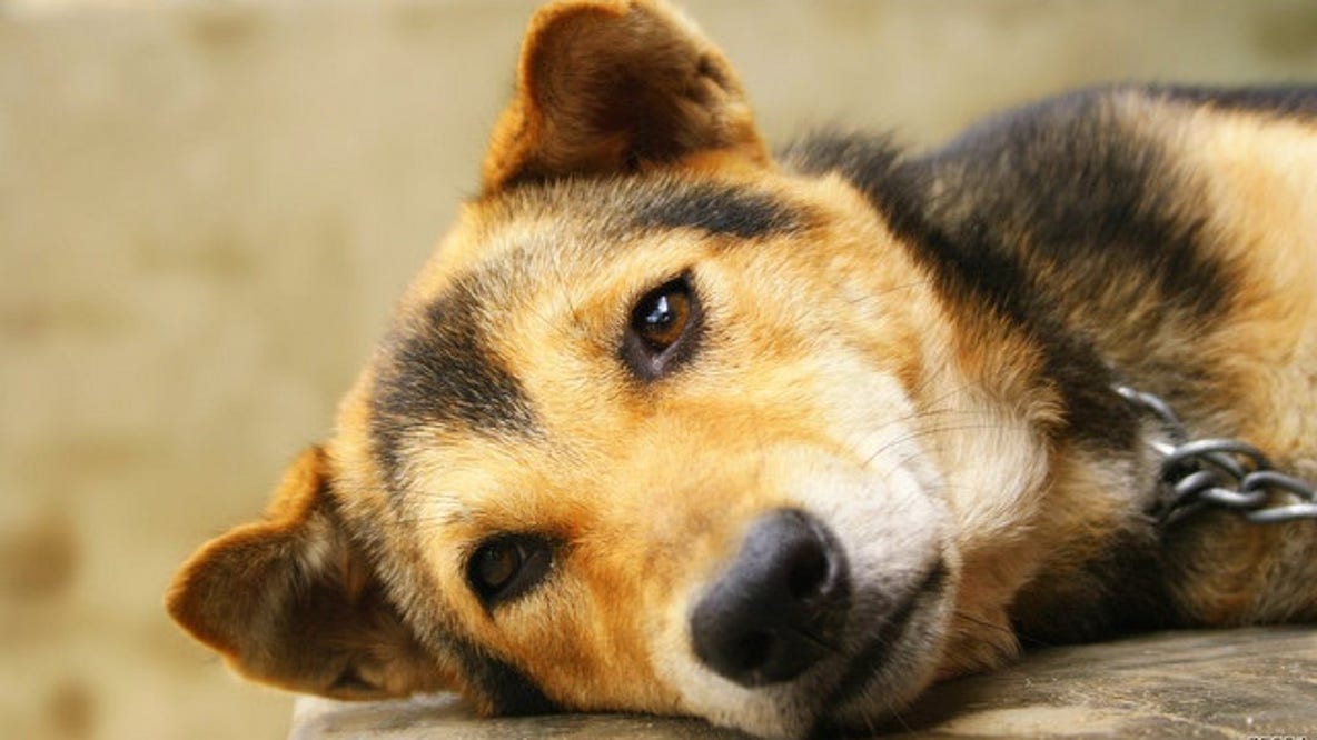 Algae toxins suspected in California dog deaths: What to know