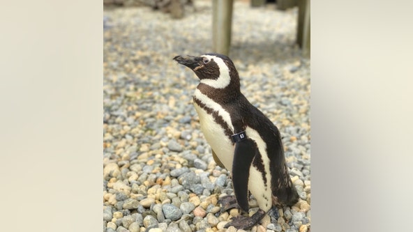 'Captain EO', one of the oldest penguins under human care, dies at San Francisco Zoo