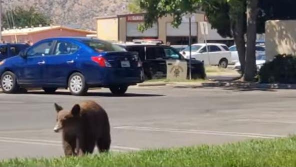 Kern County bear roams Von's parking lot