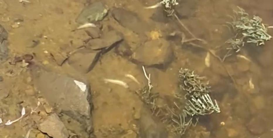Dead fish washing up in Lake Merritt and parts of bay