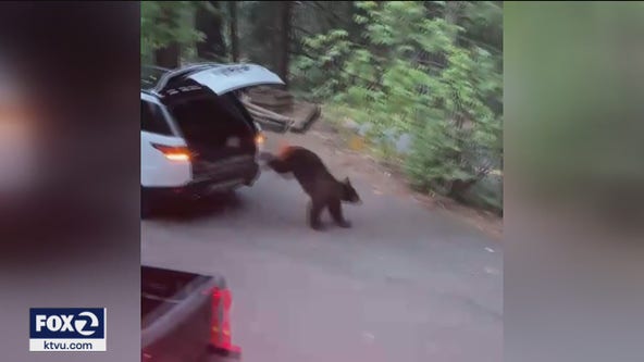 Bear escapes after it destroys an SUV while trapped for several hours