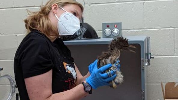 Oakland Zoo rescues 140 black-crown night herons from downtown streets