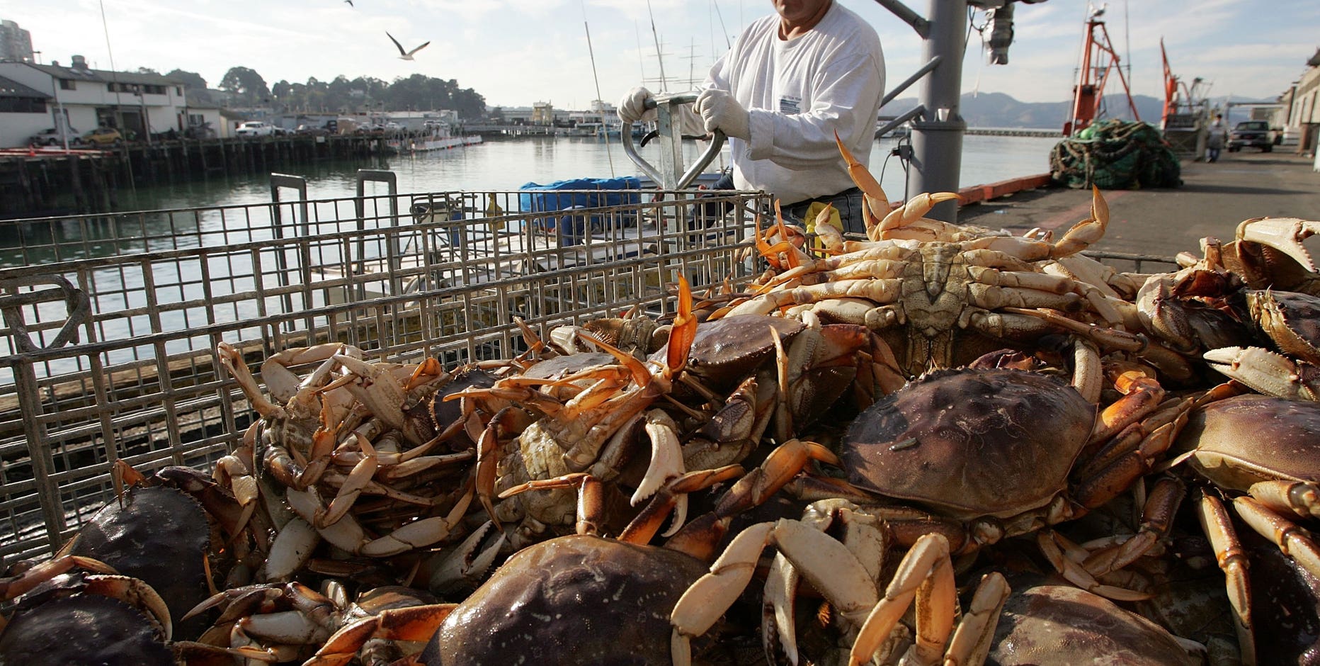 Dungeness crab season delayed again, 6th year in row
