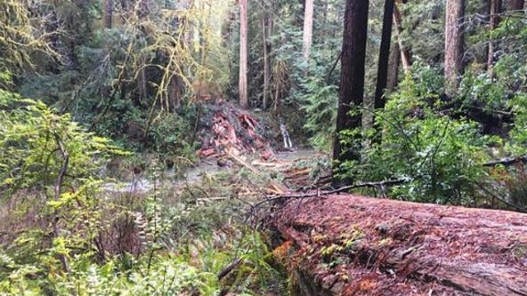 3.6M trees died in California last year