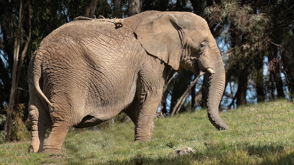 Oakland Zoo elephant, Lisa, dies