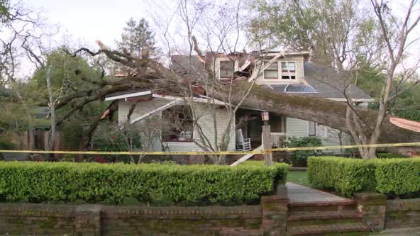 Bay Area storms keep tree service businesses busy