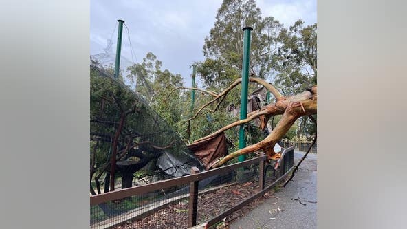 Tree falls at Oakland Zoo, birds escape their aviary