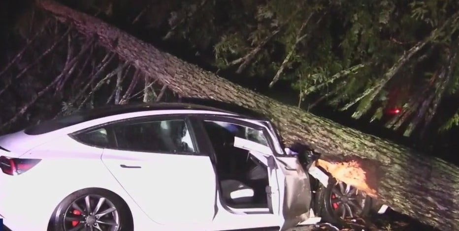 Tree crushes Tesla, rain causes dangerous driving in Bay Area