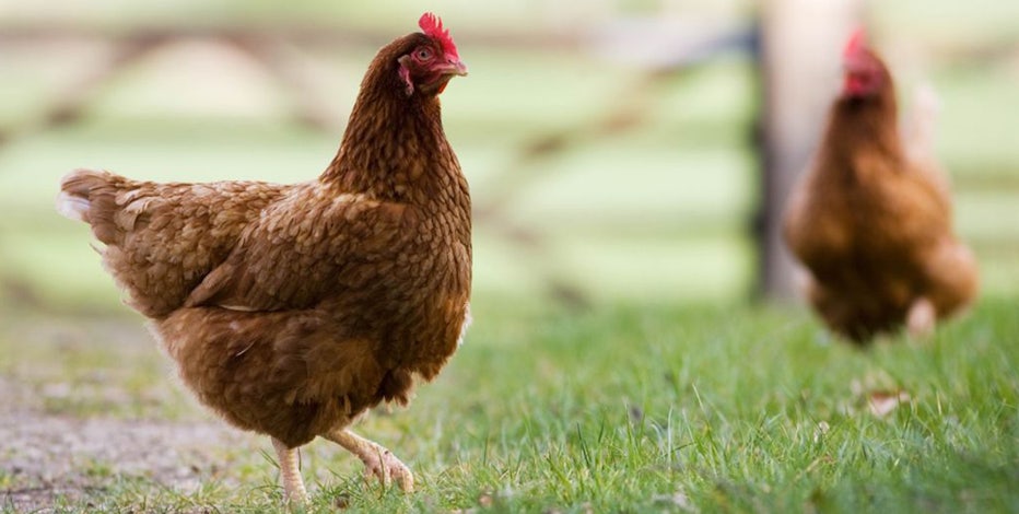 Avian flu has zoos, backyard chicken owners on alert
