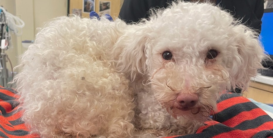 Poodle revived with Narcan after being found unconscious next to owner in Kensington: SPCA