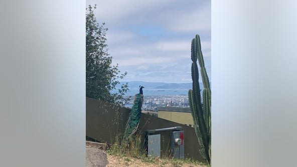 Prideful peacock graces Oakland hills with plumage, great presence
