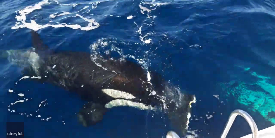 Killer whales are attacking, sinking boats and scientists are unsure why