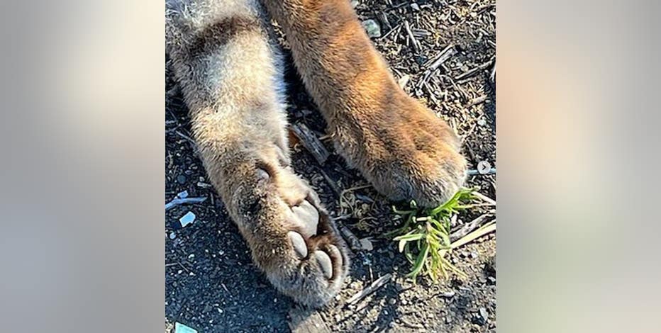 Young mountain lion found dead along San Jose's Santa Teresa Blvd., necropsy pending
