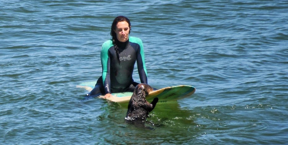 Sea otter seen taking over surfboards off Santa Cruz being closely monitored