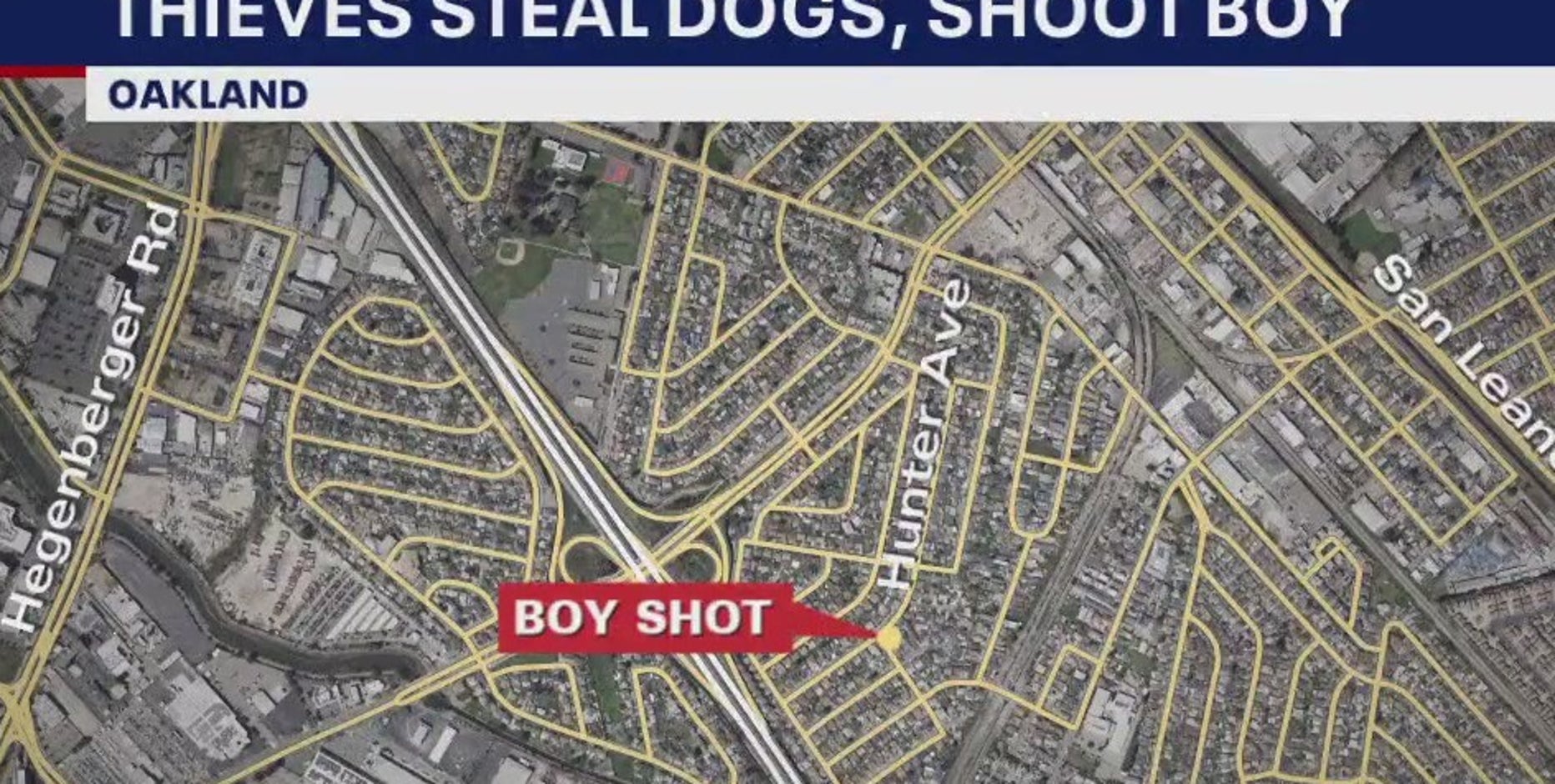 Puppy thieves shoot, hospitalize 17-year-old boy in Oakland