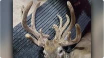 18-point doe stuns Missouri bow hunter after he bags possible record-setting deer