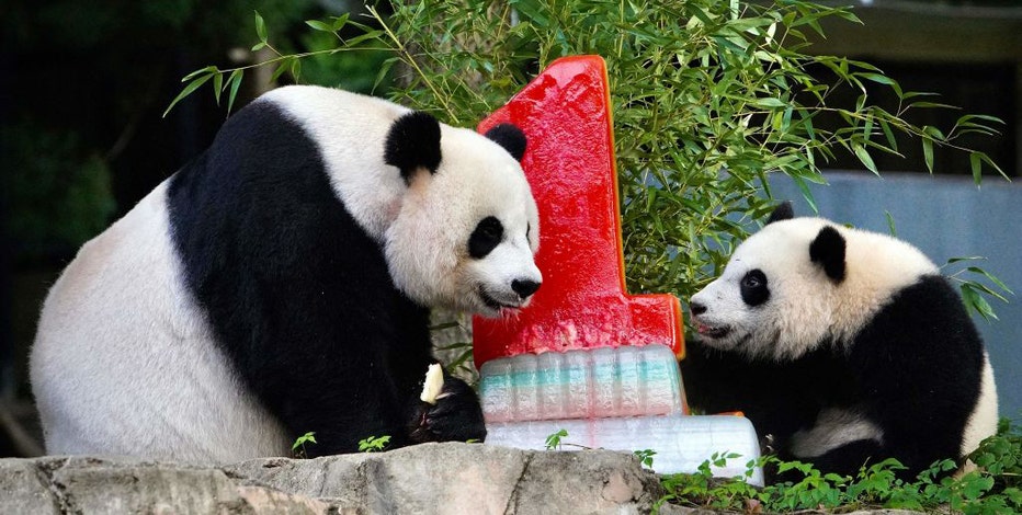 Chinese president Xi signals more pandas will be coming to the United States