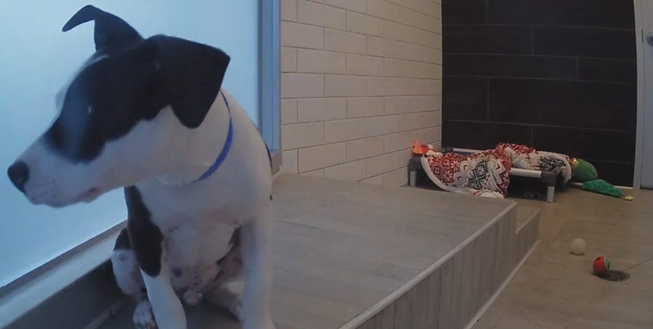 Macy's window displays come to life with adoptable pets